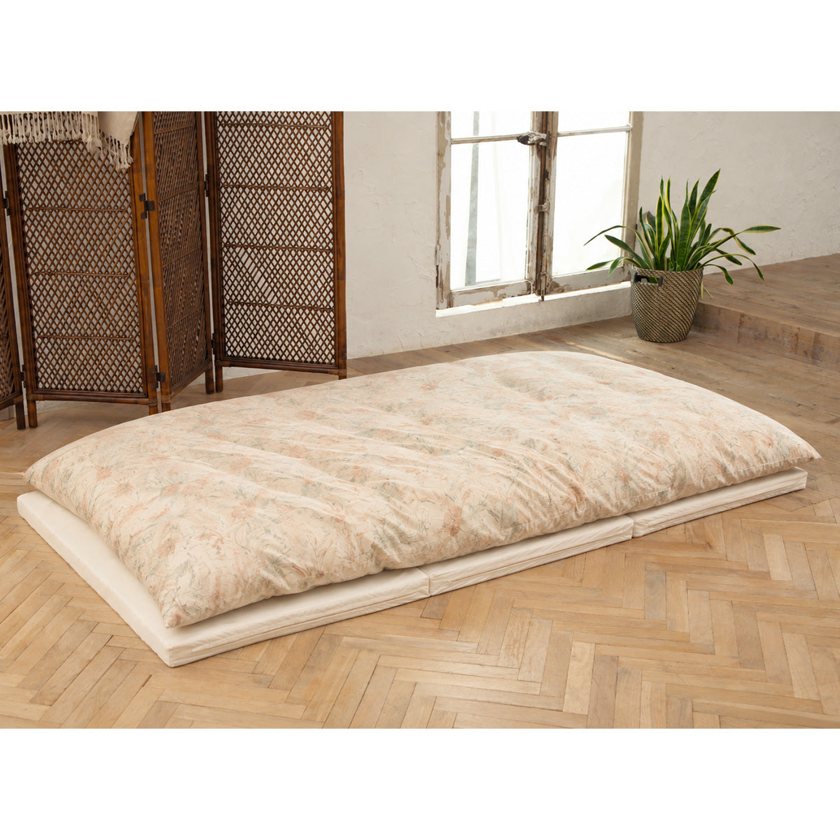 Chrysanthemum Ivory