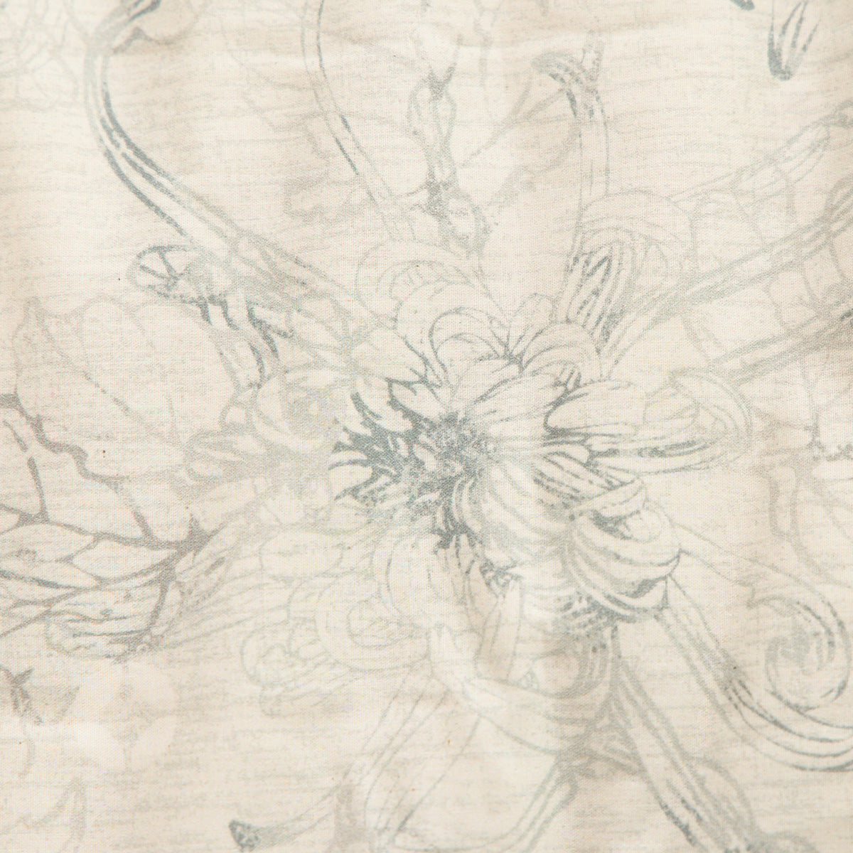 Chrysanthemum Gray